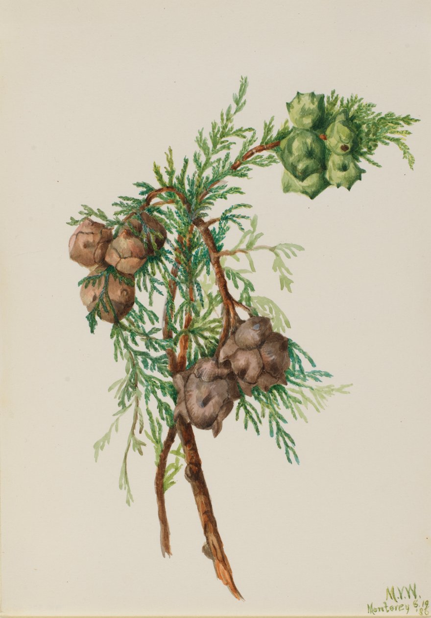 Monterey Cypress Cupressus macrocarpa, 1936. 作： メアリーヴォーウォルコット