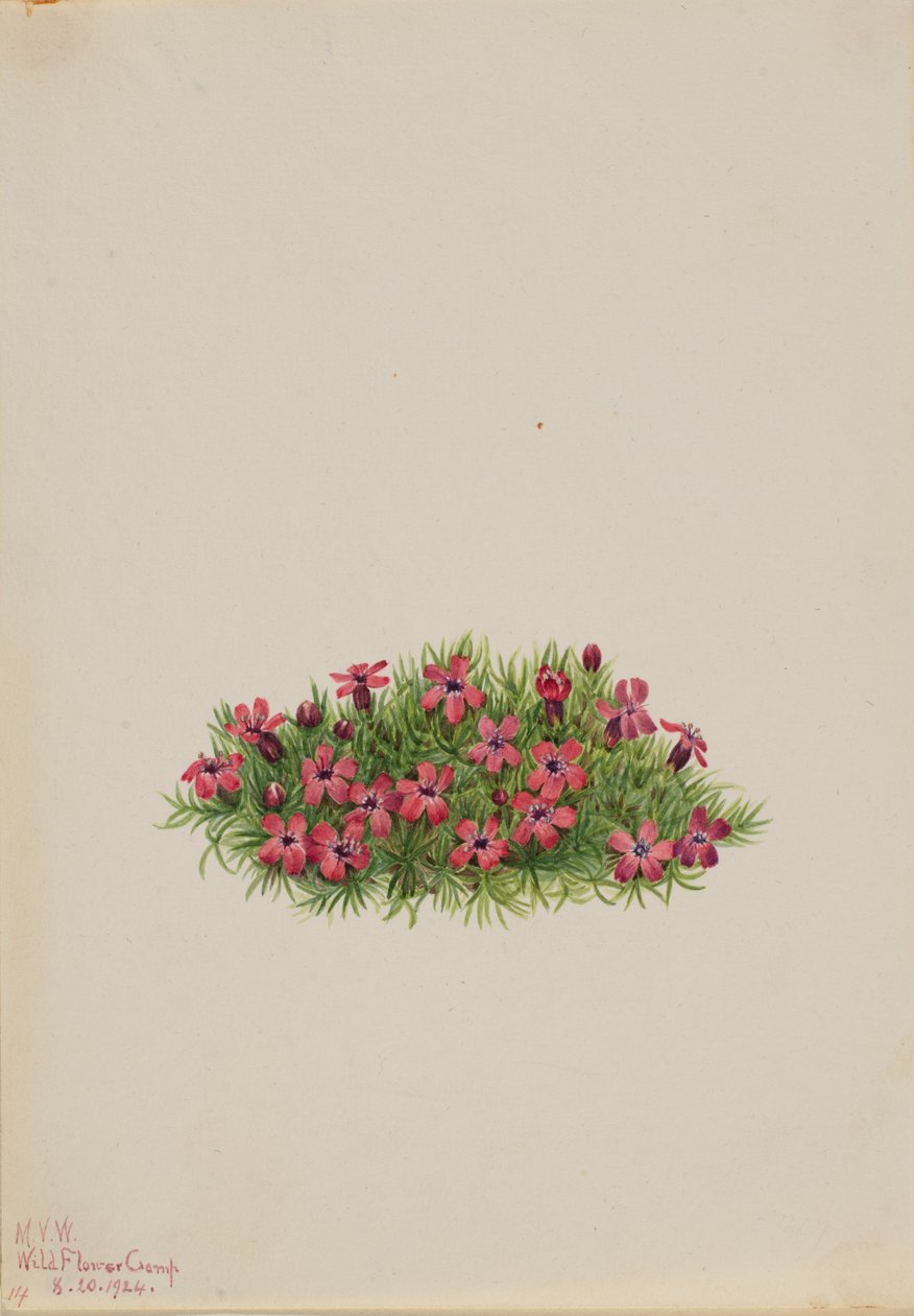 Moss Campion Silene acaulis, 1924. 作： メアリーヴォーウォルコット