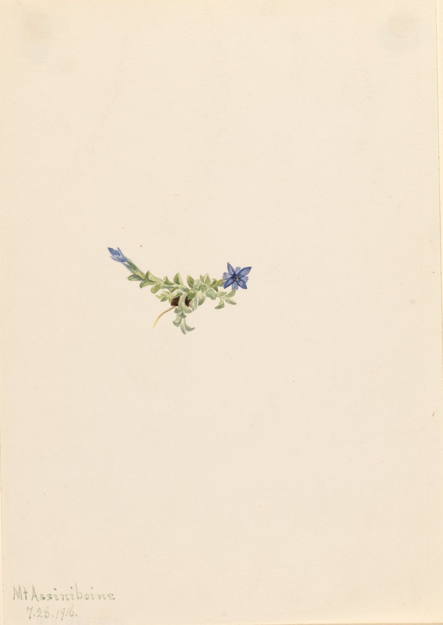 苔リンドウ Gentiana prostrata, 1916. 作： メアリーヴォーウォルコット