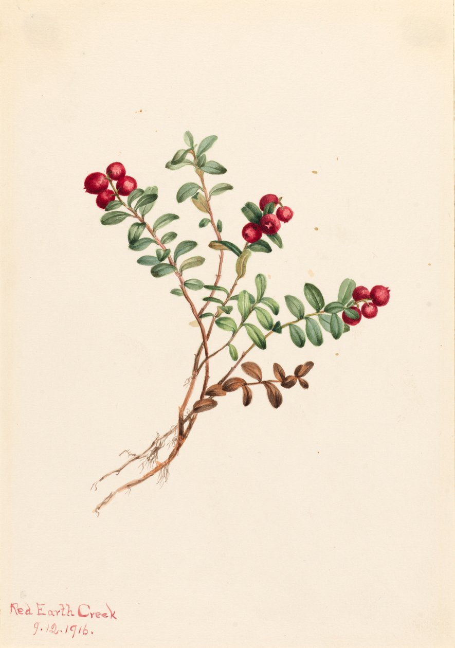 マウンテン クランベリー Vaccinium vitisdaea マイナス、1916 年。 作： メアリーヴォーウォルコット
