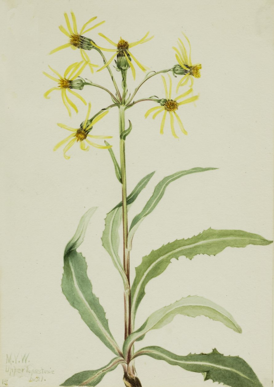 Mourning Groundsel Senecio lugens, 1921. 作： メアリーヴォーウォルコット