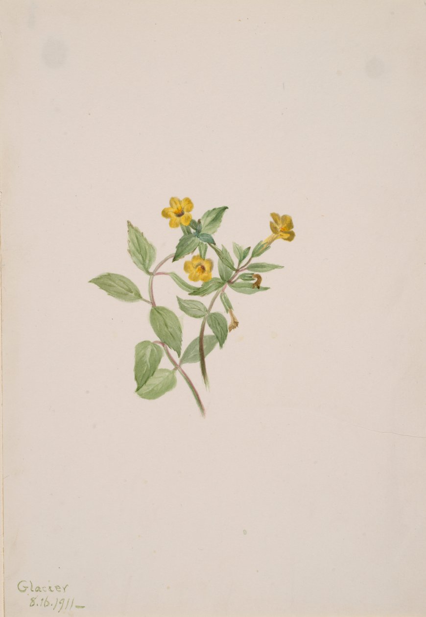 麝香の花 Mimulus moschatus, 1911. 作： メアリーヴォーウォルコット