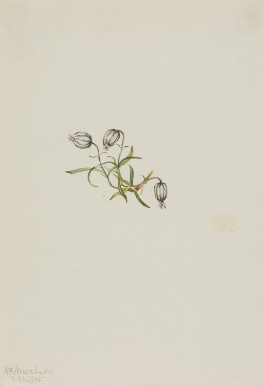 ノディングキャンピオン（Lychnis apetala） 作： メアリーヴォーウォルコット