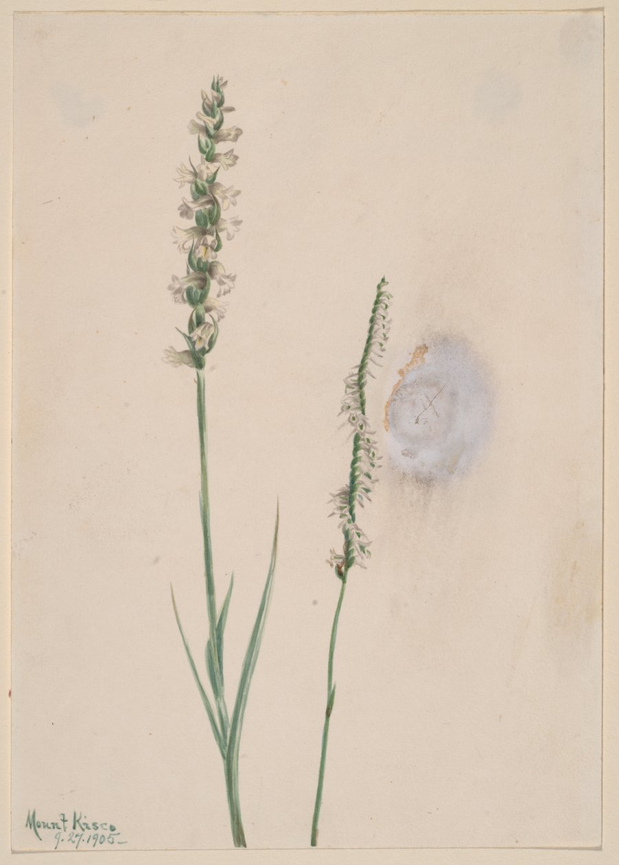 Nodding Ladies-Tresses Ibidium cernum, 1905. 作： メアリーヴォーウォルコット
