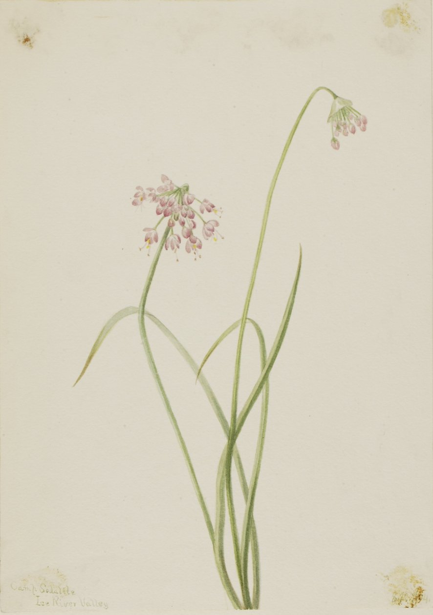 ノディング・オニオン（Allium cernuum） 作： メアリーヴォーウォルコット