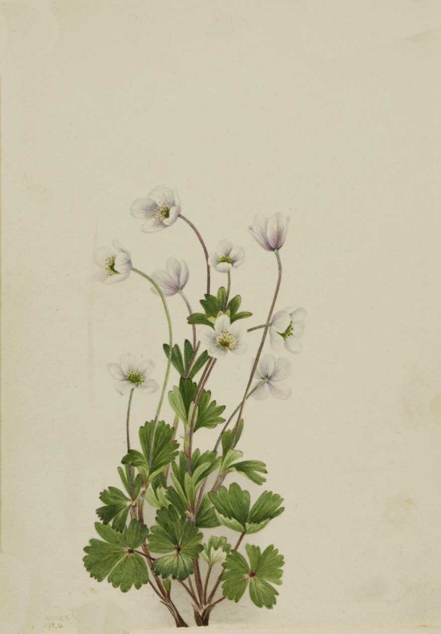 Northern Anemone Anemone parviflora, 1924. 作： メアリーヴォーウォルコット