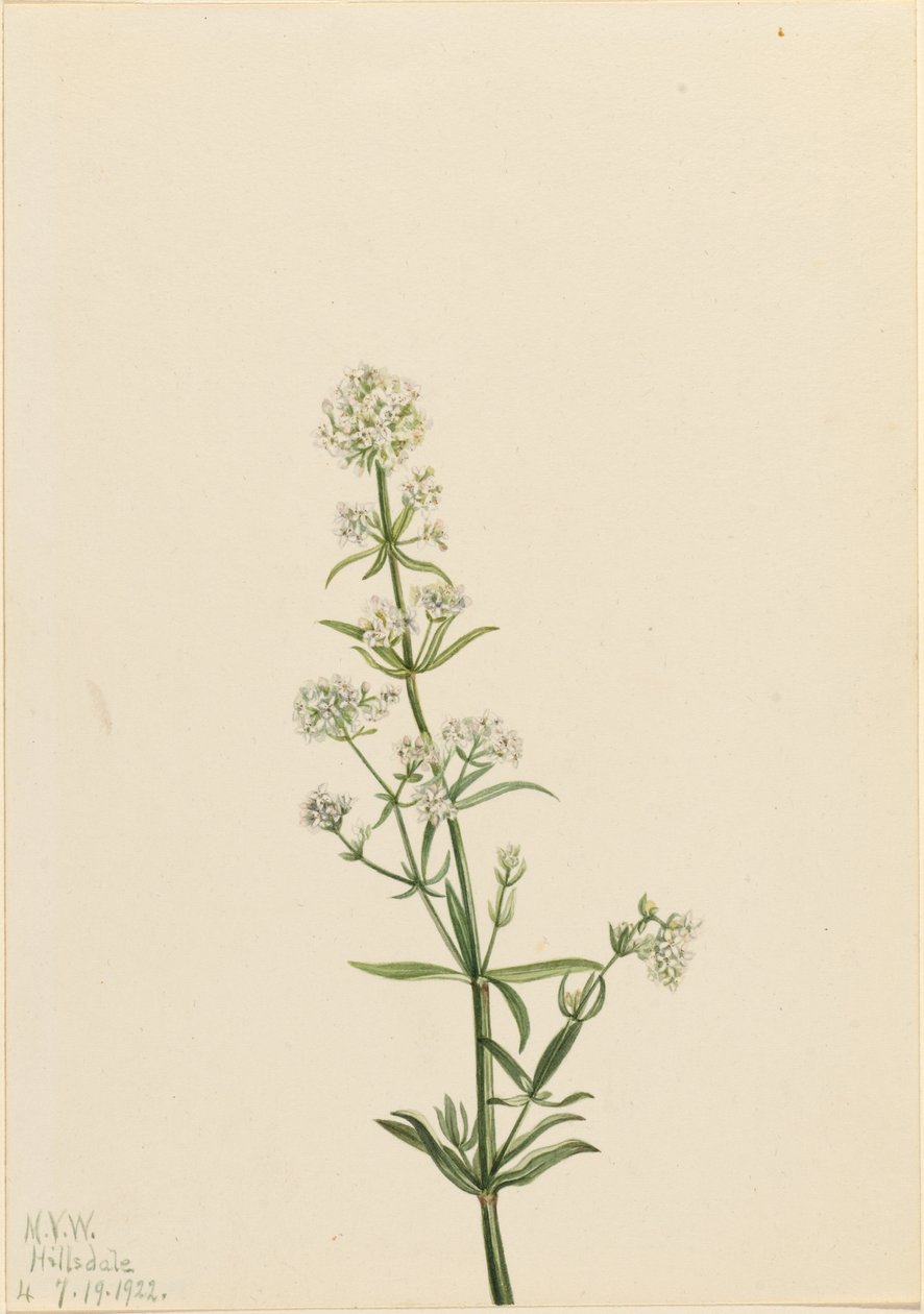 ノコギリソウ（Galium boreale） 作： メアリーヴォーウォルコット