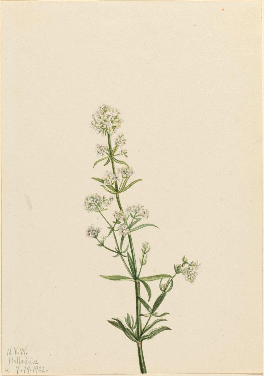 Northern Bedstraw Galium boreale, 1922. 作： メアリーヴォーウォルコット