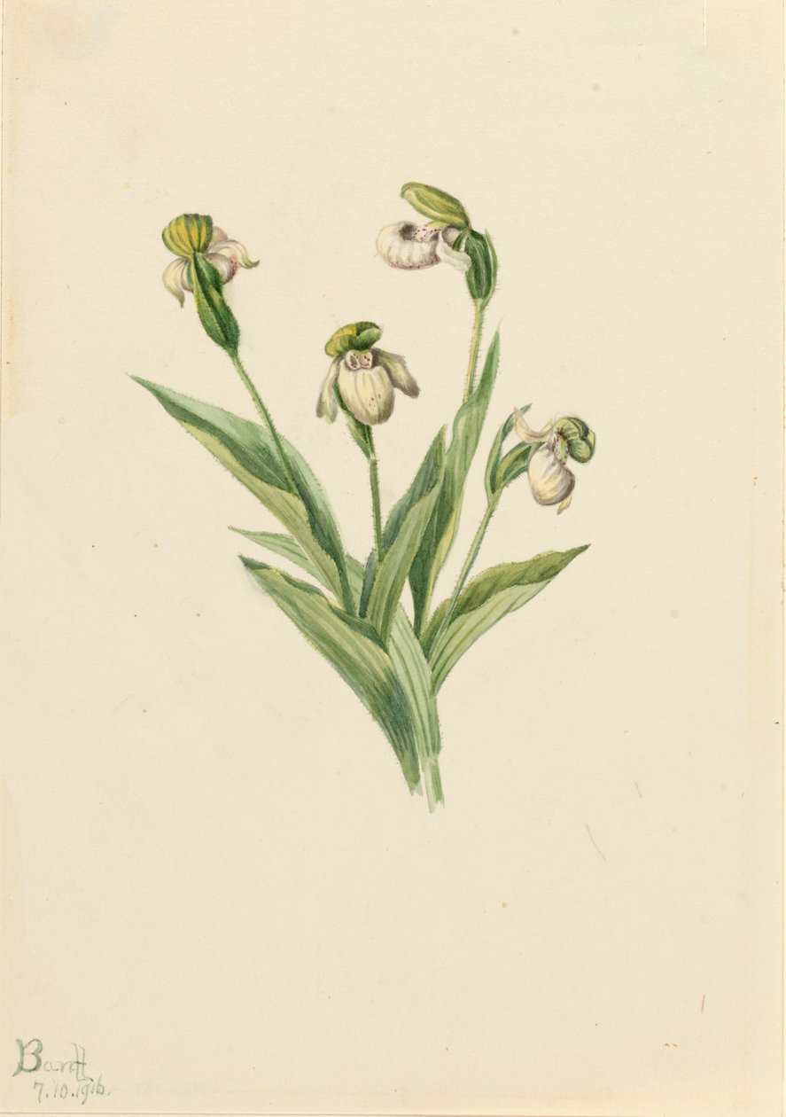 ノーザン レディース スリッパ Cypripedium passerinum、1916 年。 作： メアリーヴォーウォルコット