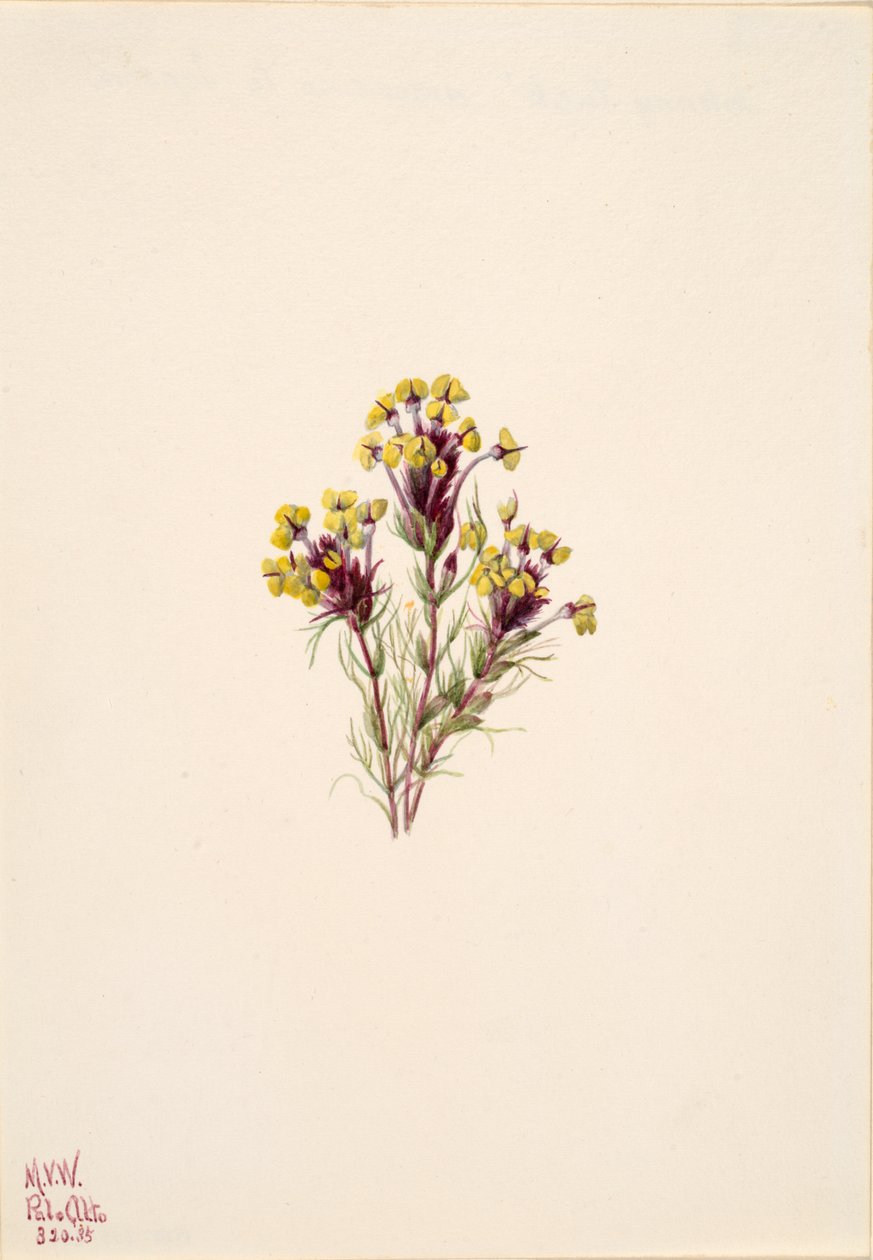 フクロウのクローバー Orthocarpus erianthus, 1935. 作： メアリーヴォーウォルコット