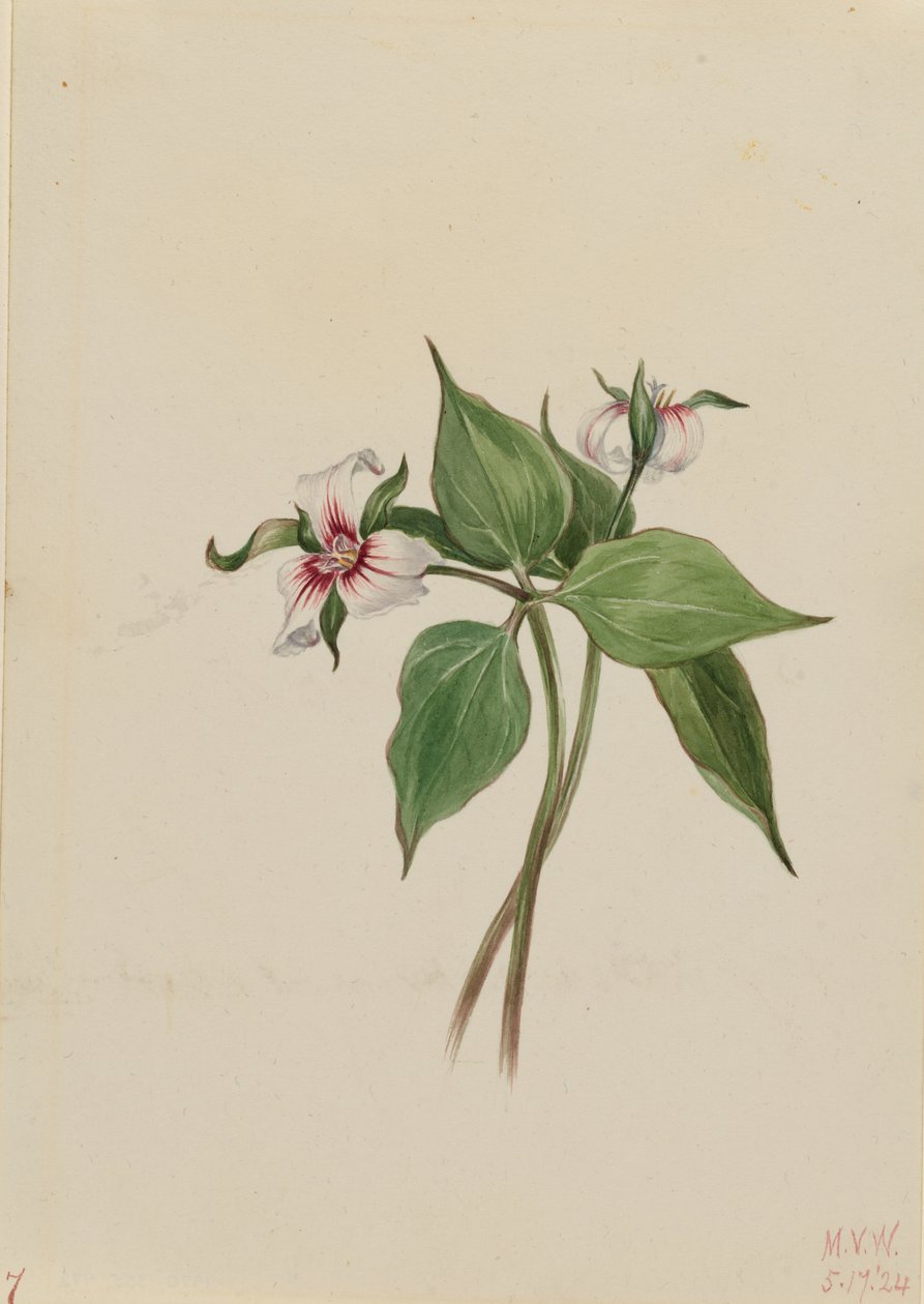 ペインテッド・トリリウム（Trillium undulatum） 作： メアリーヴォーウォルコット