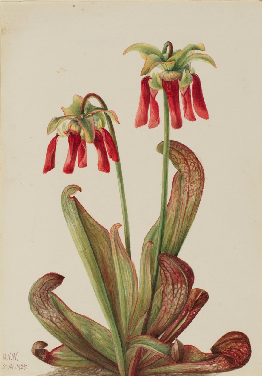 パロットピッチャープランツ (Sarracenia psittacina) 作： メアリーヴォーウォルコット
