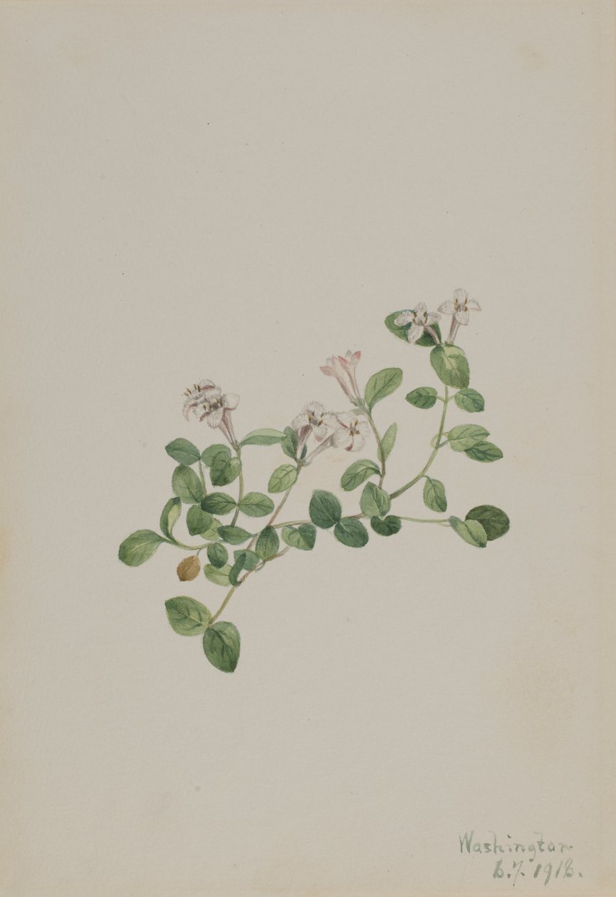 パートリッジベリー Mitchella repena, 1918. 作： メアリーヴォーウォルコット