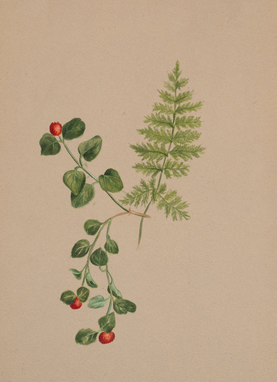 パートリッジベリーMitchella repens、1883年頃。 作： メアリーヴォーウォルコット