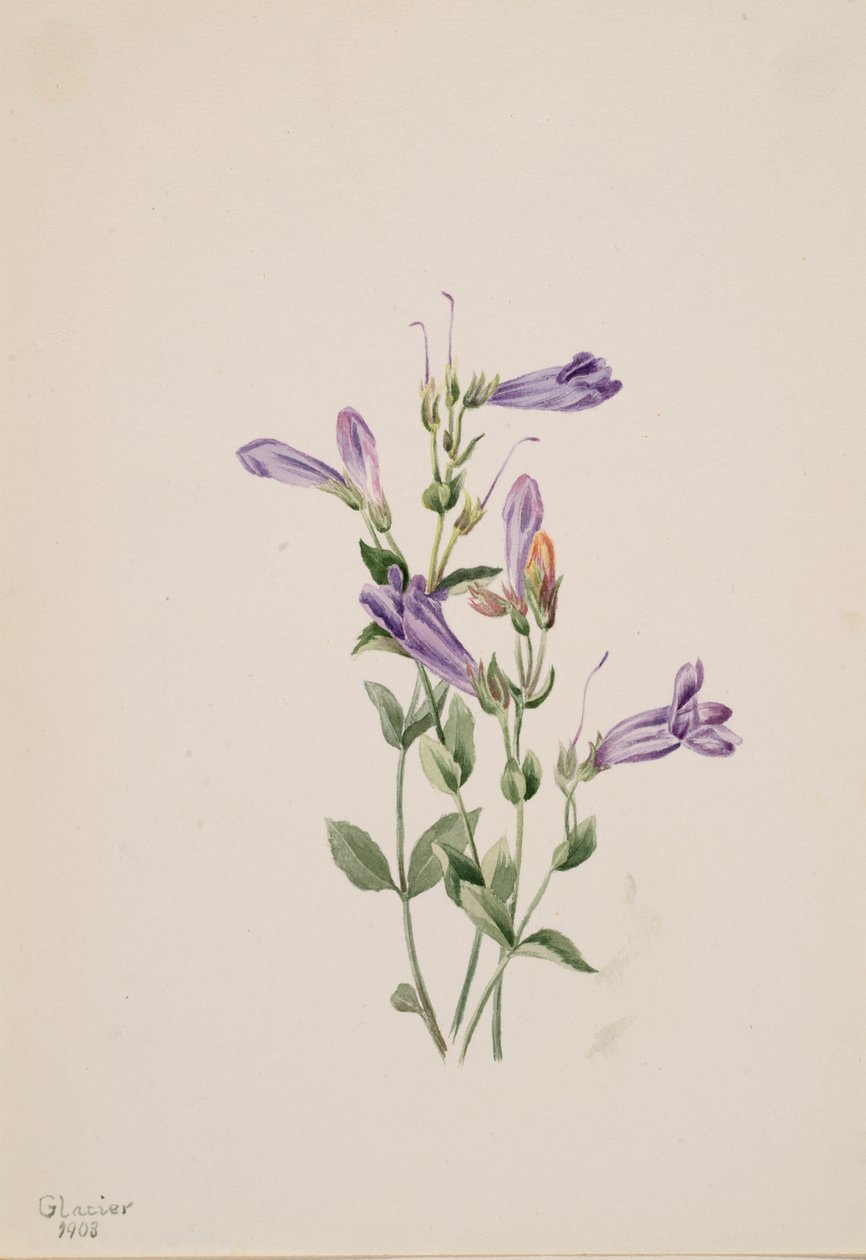 Penstemon Penstimon fruiticosus, 1903. 作： メアリーヴォーウォルコット