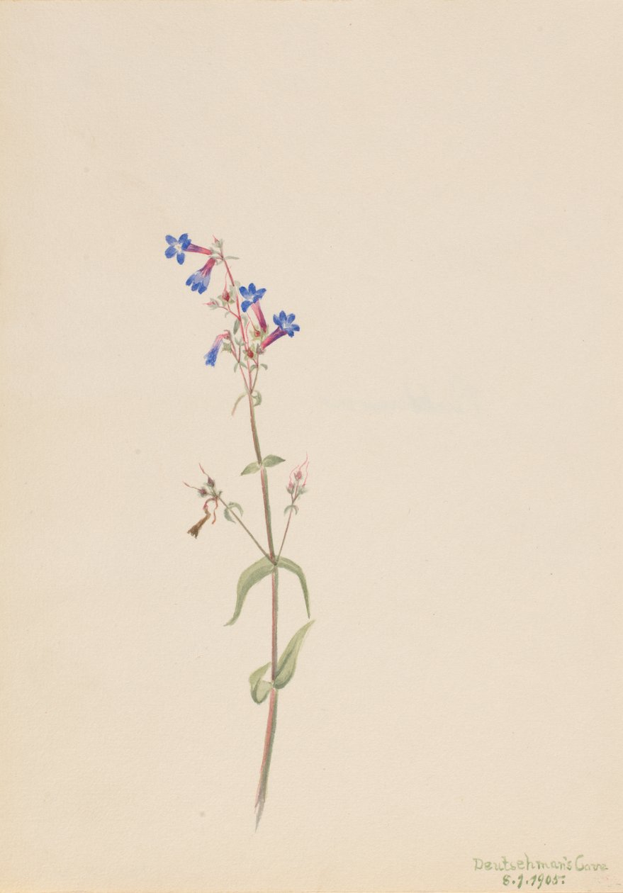 Pentstemon Pentstemon procerus, 1905. 作： メアリーヴォーウォルコット