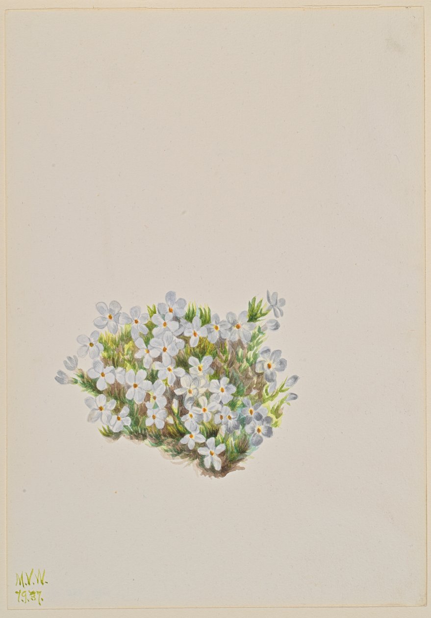 Phlox Phlox caespitosa, 1937. 作： メアリーヴォーウォルコット