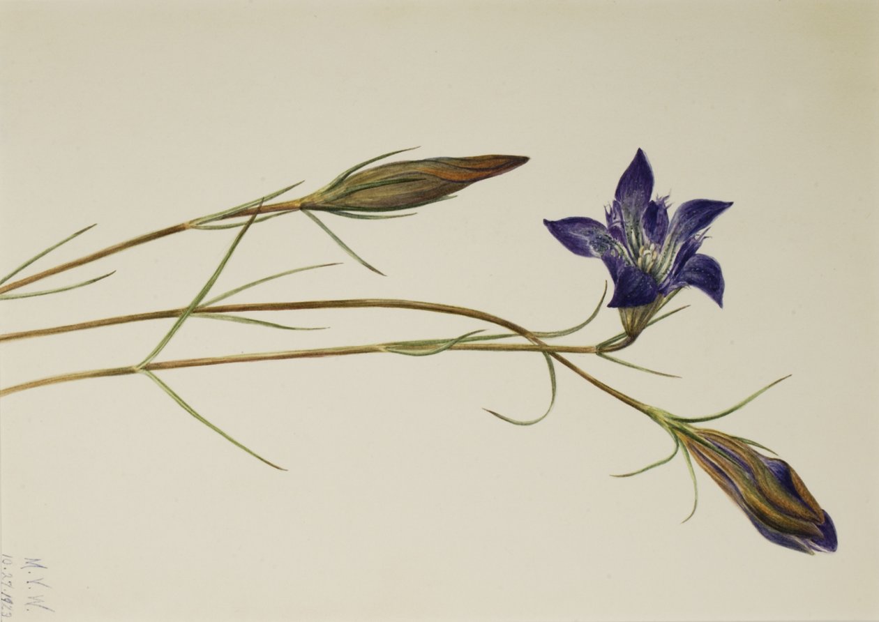 Pinebarren Gentian Gentiana porphyrio, 1923. 作： メアリーヴォーウォルコット