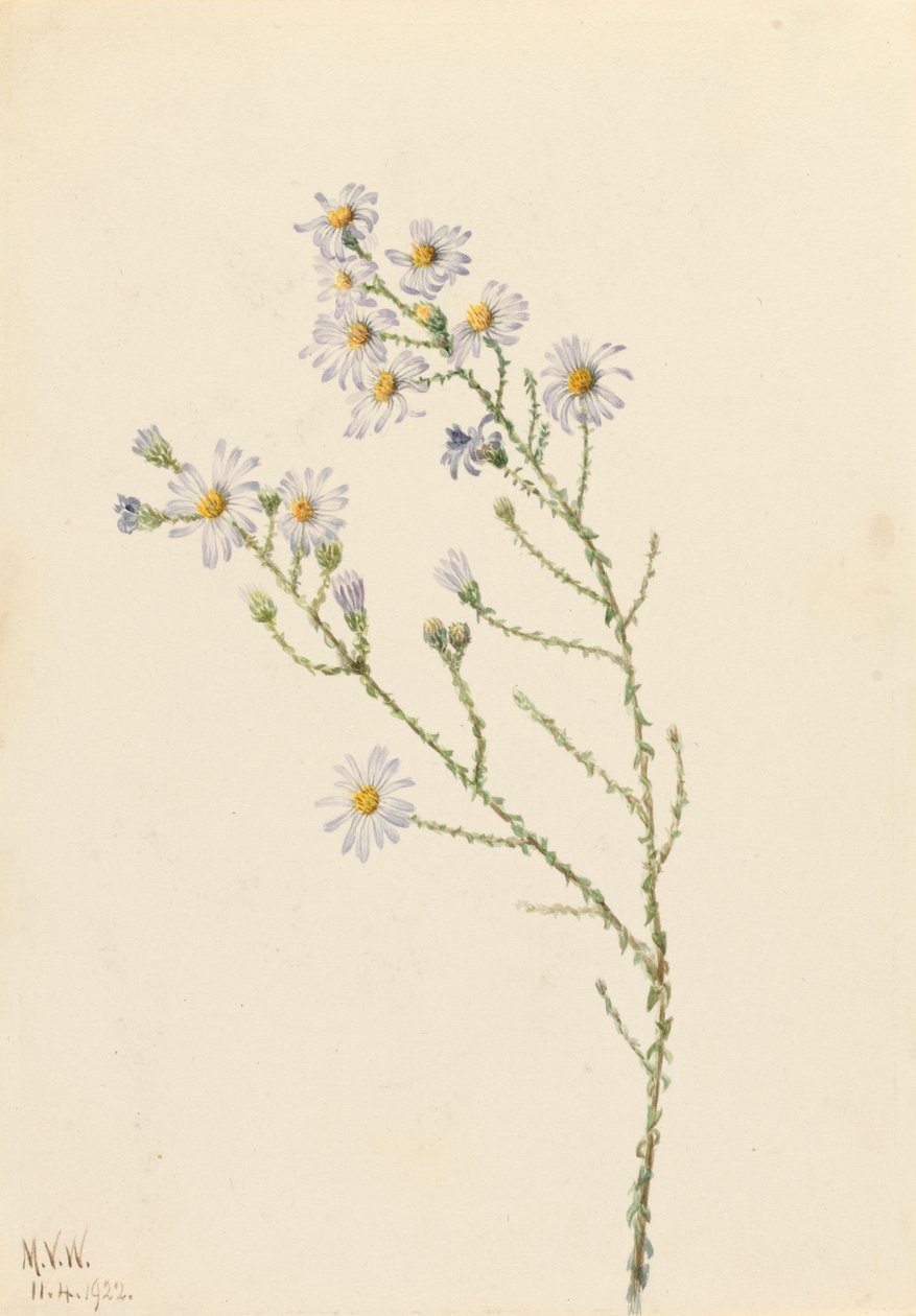 Pineland Aster Aster squarrosus、1922年。 作： メアリーヴォーウォルコット