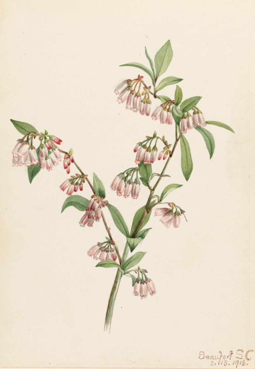 Pineland Blueberry Vaccinium tenellum, 1918. 作： メアリーヴォーウォルコット