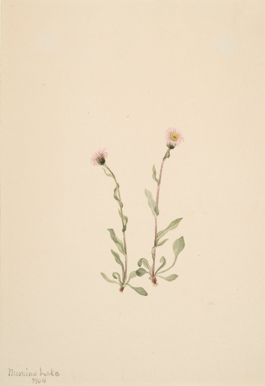 ピンクのヒメクジ (Erigeron jucundus)、1904 年。 作： メアリーヴォーウォルコット