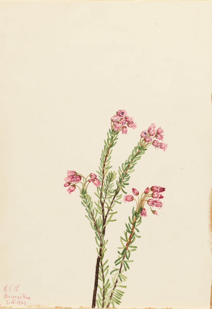 ピンクマウンテンヘザー Phyllodoce empetriformis, 1924. 作： メアリーヴォーウォルコット