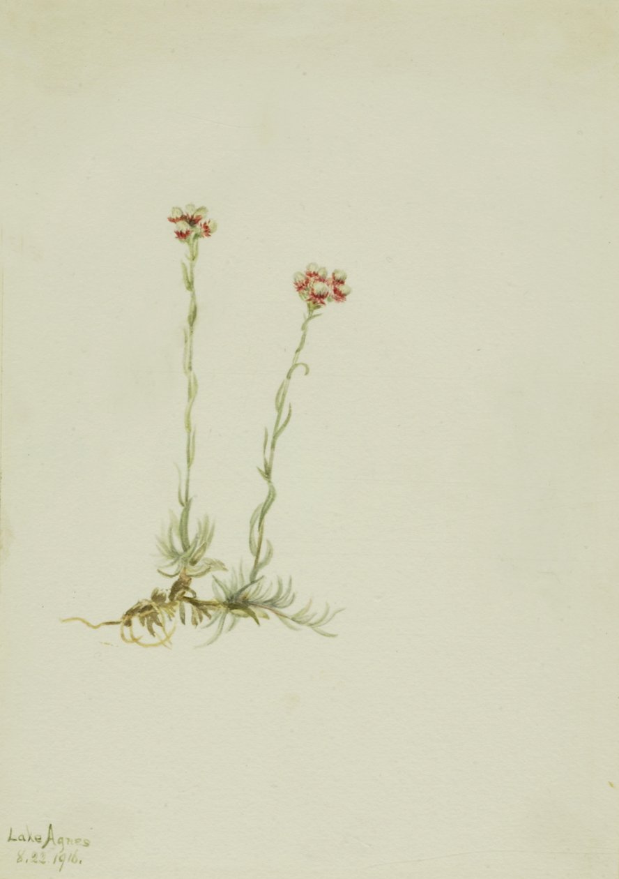 ピンクのプッシートゥース Antennaria rosea, 1916. 作： メアリーヴォーウォルコット