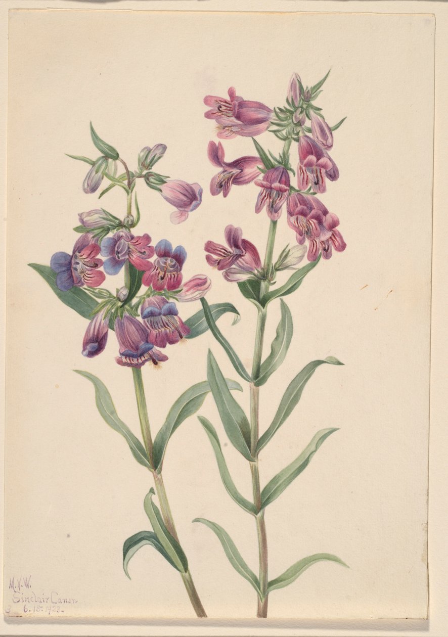 プレーリー・ペンテステモン（Pentstemon erianthera） 作： メアリーヴォーウォルコット