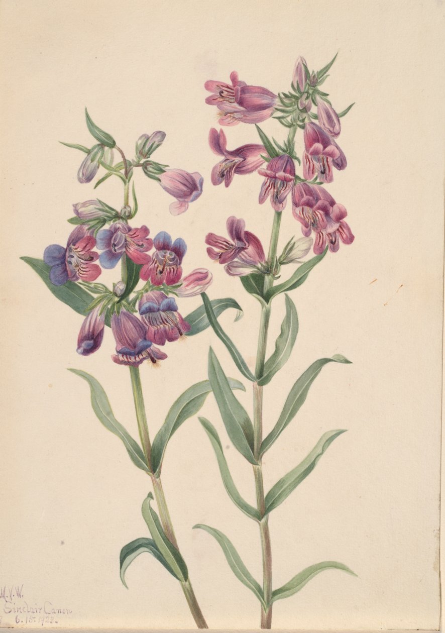 Prairie Pentstemon Pentstemon erianthera, 1923. 作： メアリーヴォーウォルコット