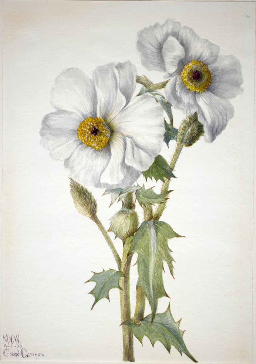 Prickly Poppy Argemone hispeda, 1936. 作： メアリーヴォーウォルコット