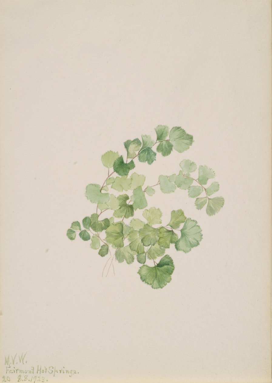パクーン Lithospermum ruderale、1923年。 作： メアリーヴォーウォルコット