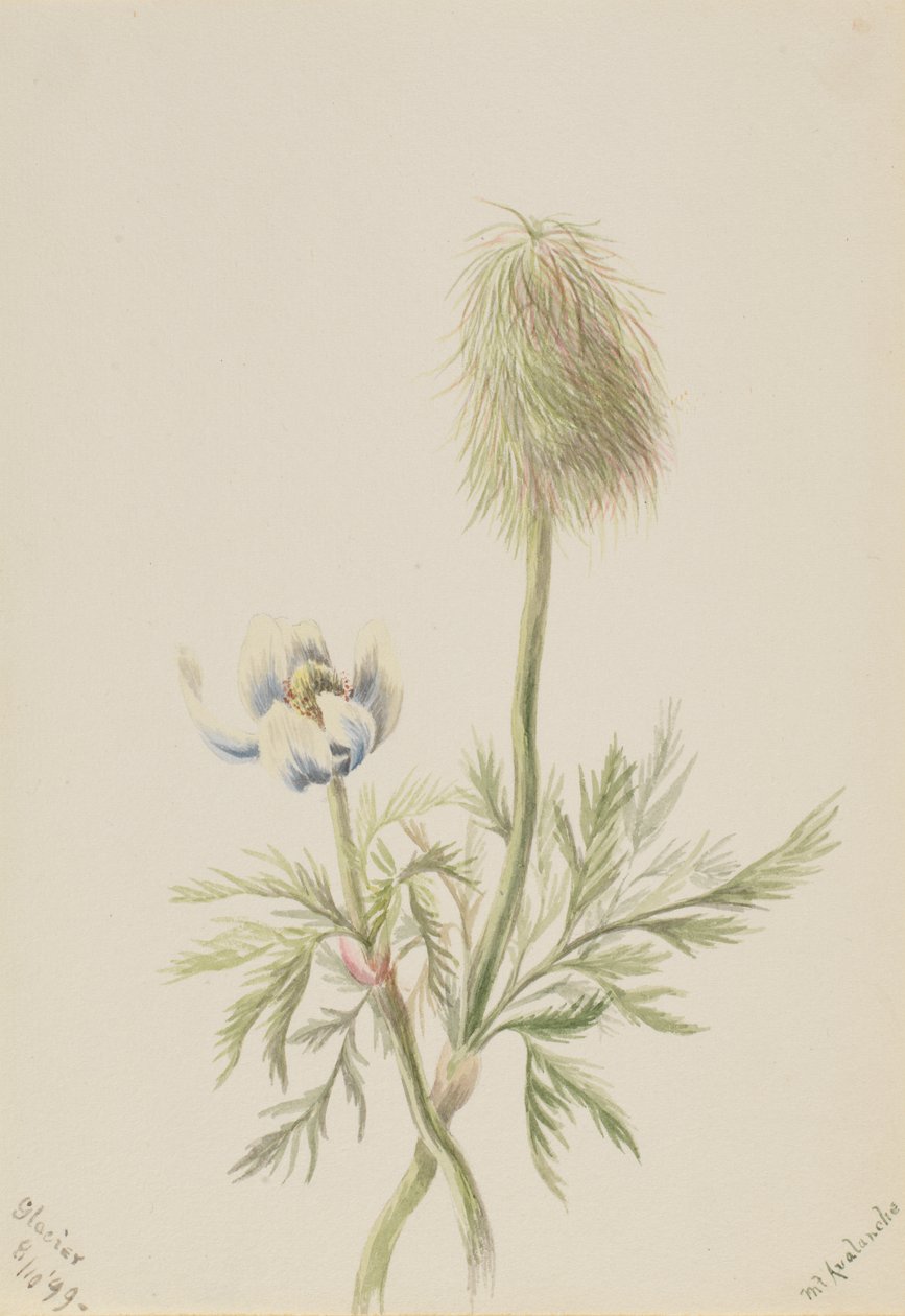 Pulsatilla occidentalis, 1899. 作： メアリーヴォーウォルコット