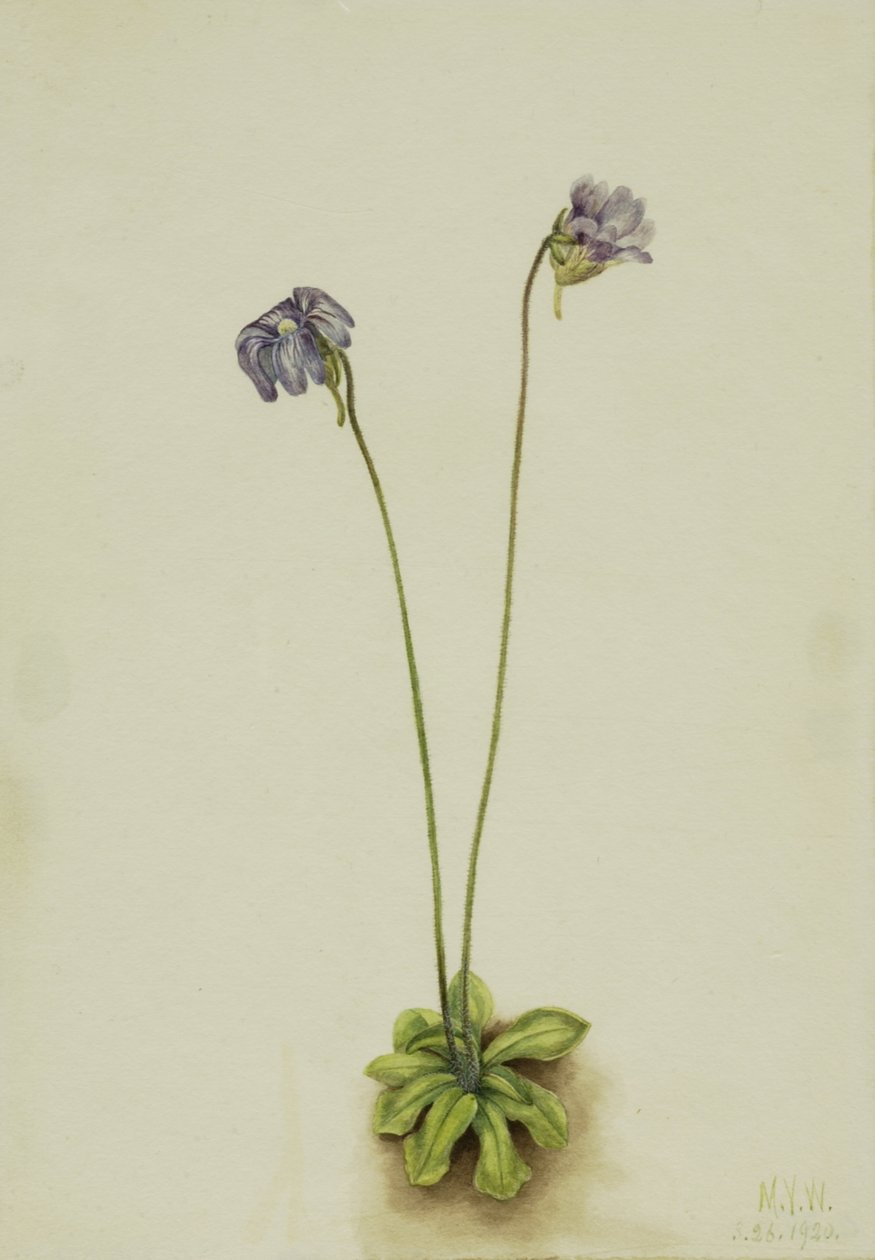 紫色のバターワート Pinguicula elatior、1920 年。 作： メアリーヴォーウォルコット