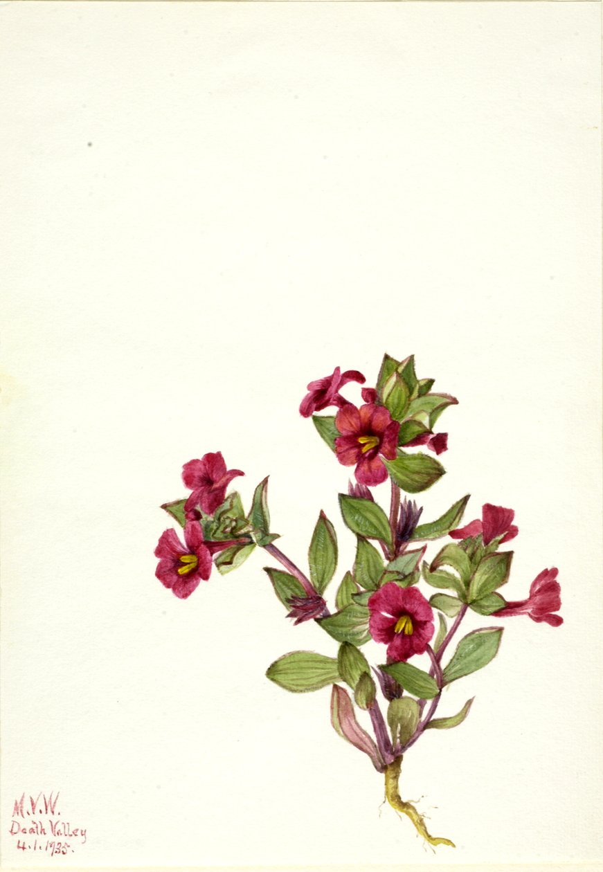 紫色のモンキーフラワー Mimulus bigelovii, 1935. 作： メアリーヴォーウォルコット