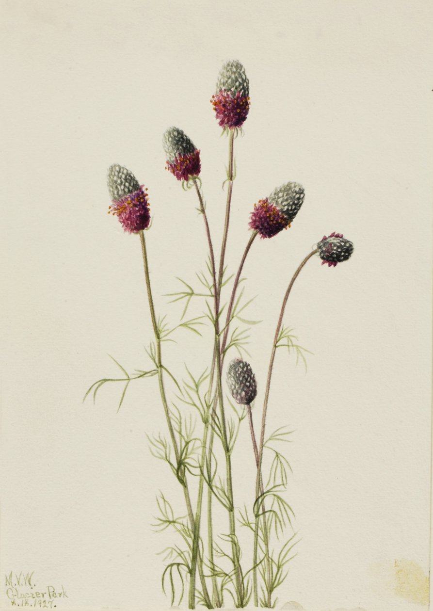 パープル・プレーリークラバー Petalostemon purpureum, 1927. 作： メアリーヴォーウォルコット