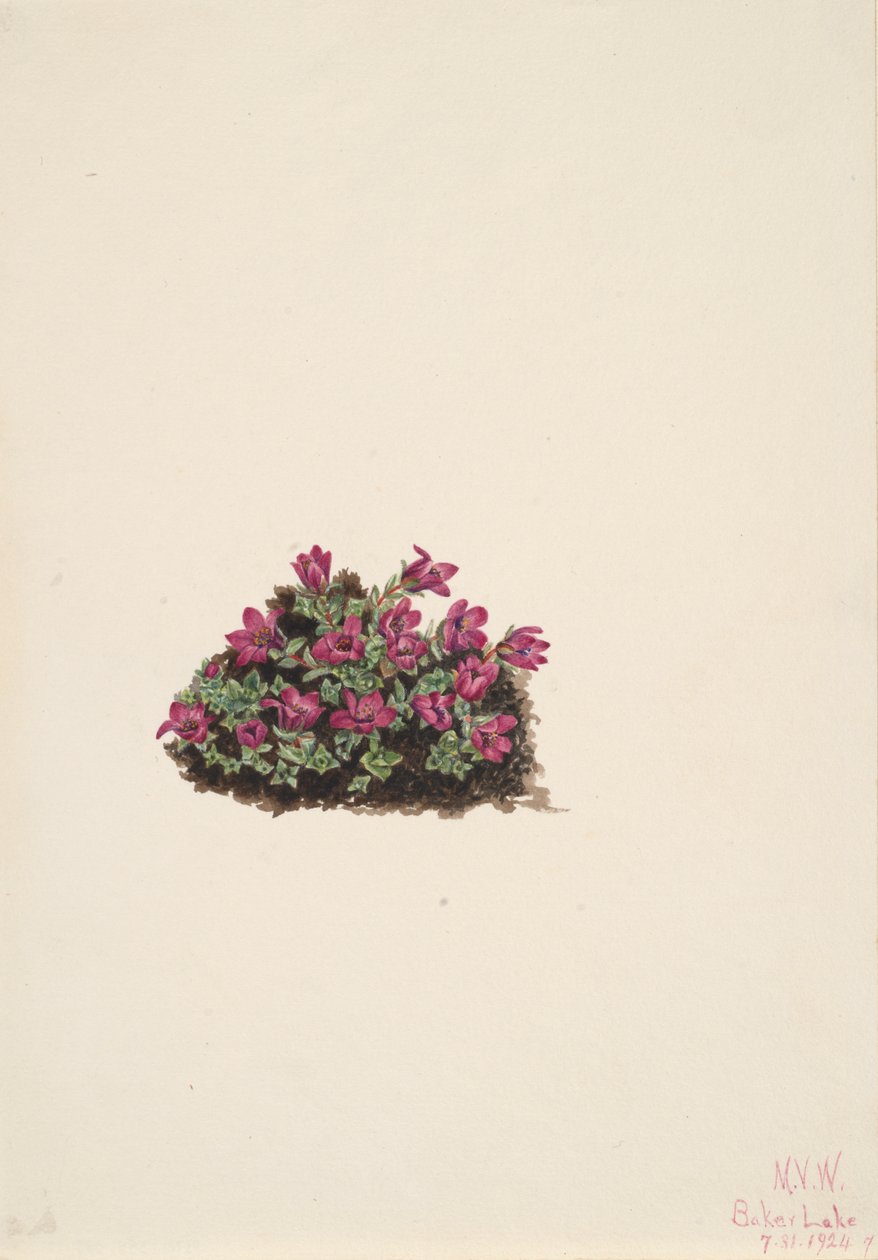 紫色のユキノシタ Saxifraga oppositifolia, 1924. 作： メアリーヴォーウォルコット