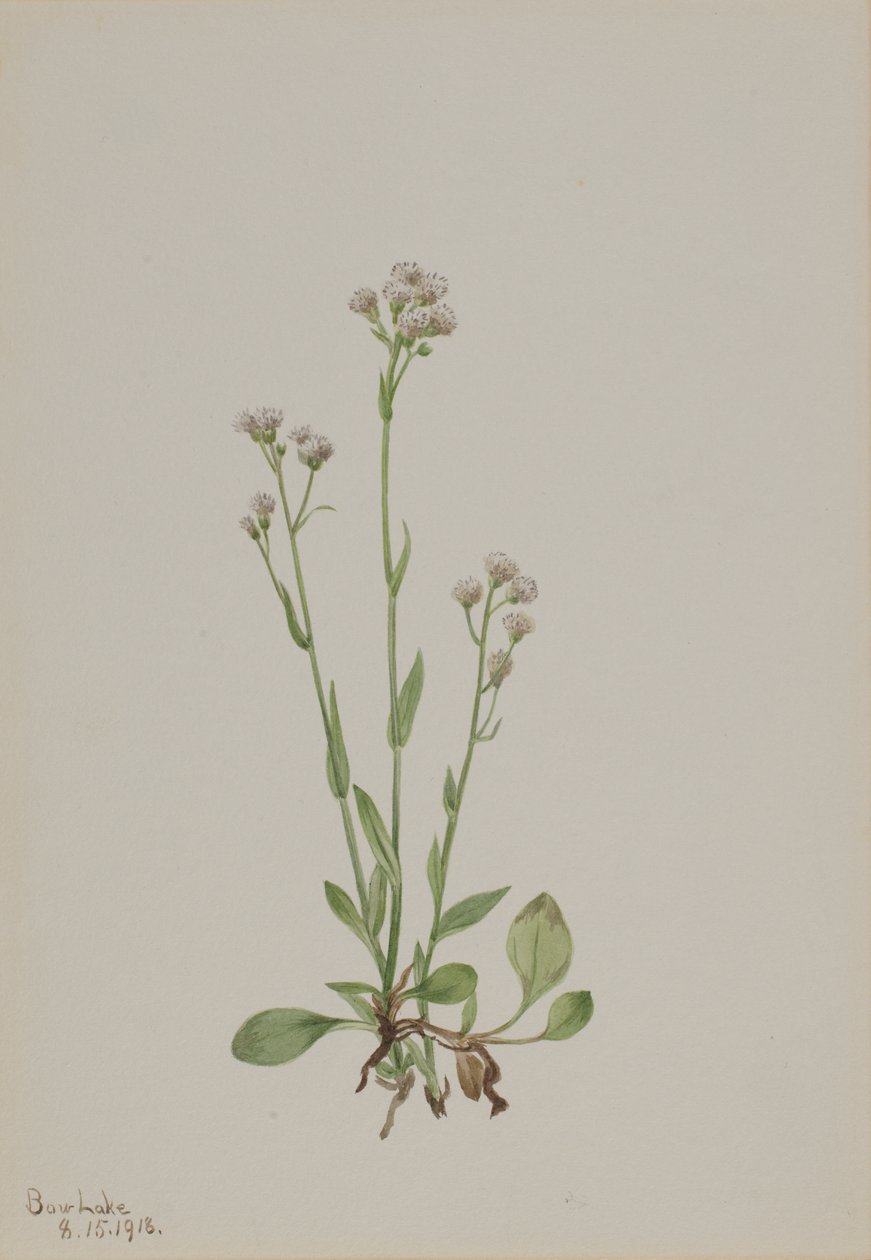Pussy-Toes Antennaria racemosa, 1918. 作： メアリーヴォーウォルコット