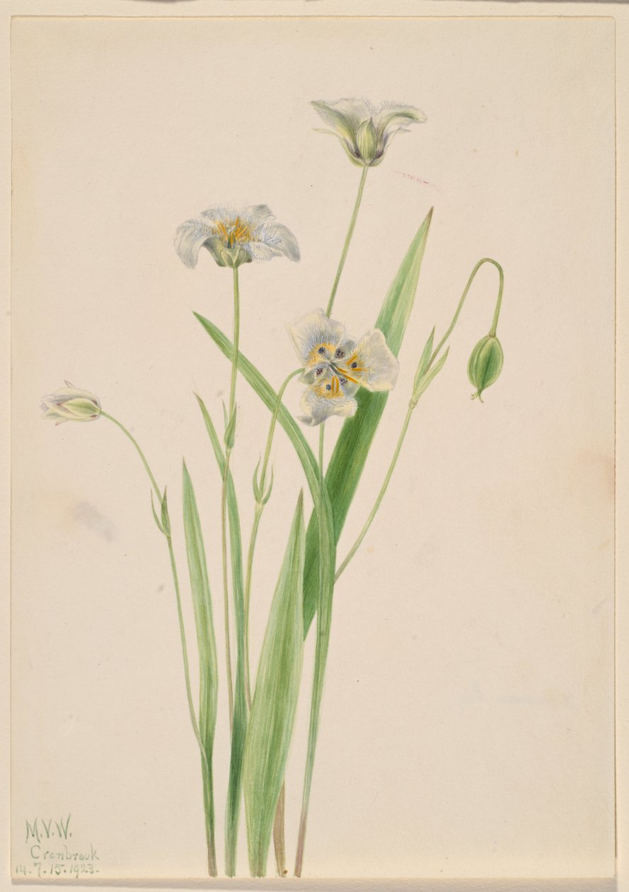プッシーイヤー（Calochortus elegans） 作： メアリーヴォーウォルコット