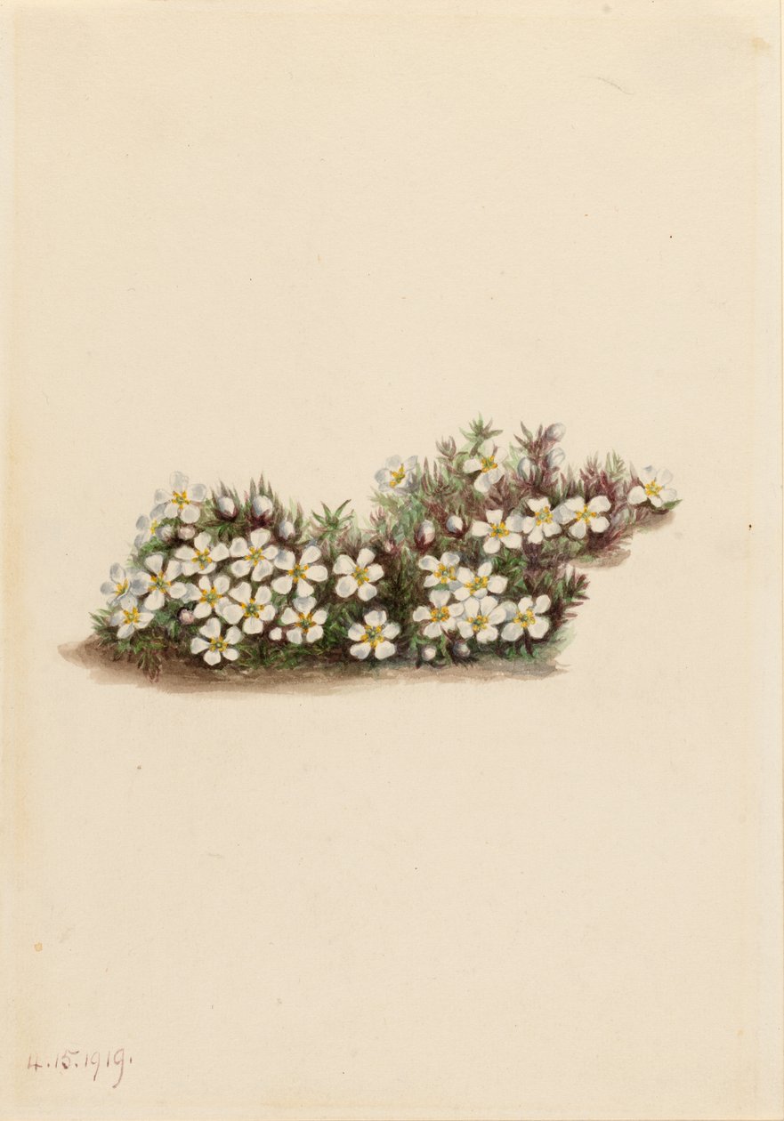 ピクシー（Pyxidanthera barbulata） 作： メアリーヴォーウォルコット