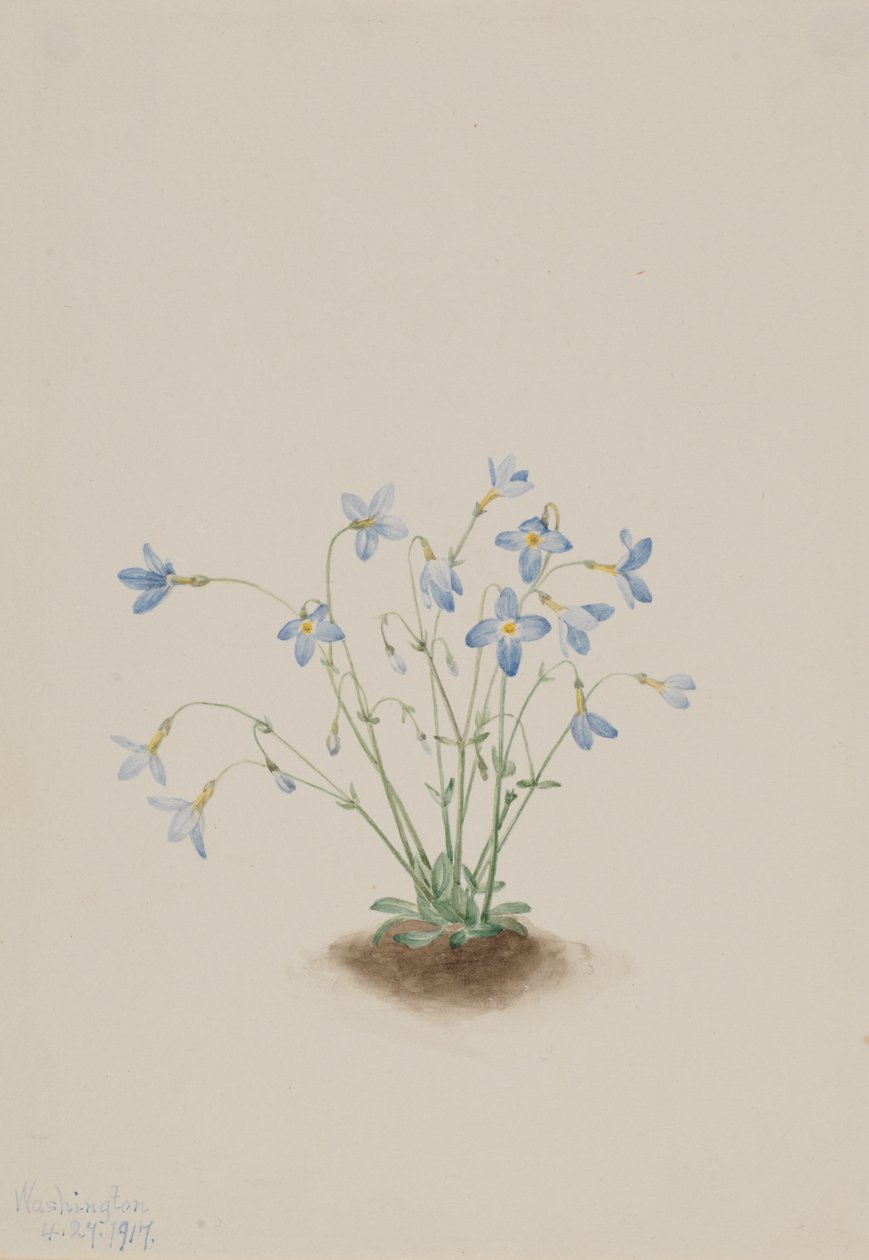 Quakerladies Houstonia caerulea, 1917. 作： メアリーヴォーウォルコット