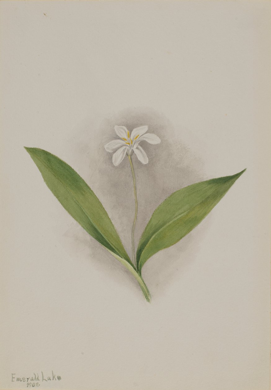 Queencup Clintonia uniflora, 1902. 作： メアリーヴォーウォルコット