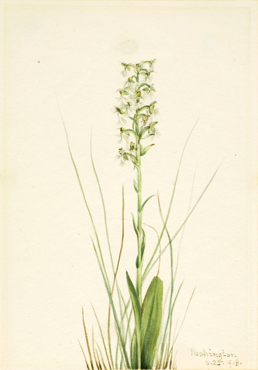 ラグドフリンジオーキッド (Habenaria lacera) 作： メアリーヴォーウォルコット