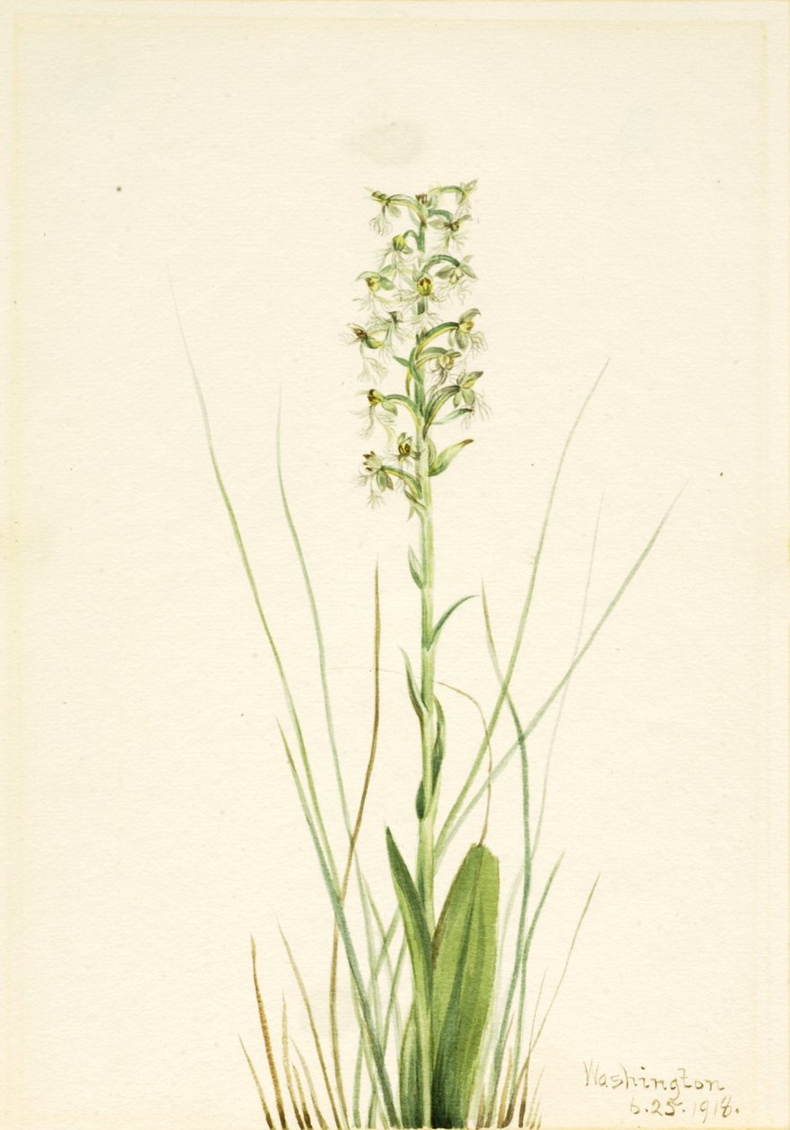 Ragged Fringe-orchid Habenaria lacera, 1918. 作： メアリーヴォーウォルコット