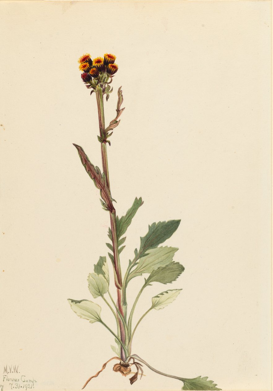 Rayless Groundsel Senecio pauciflorus, 1921. 作： メアリーヴォーウォルコット