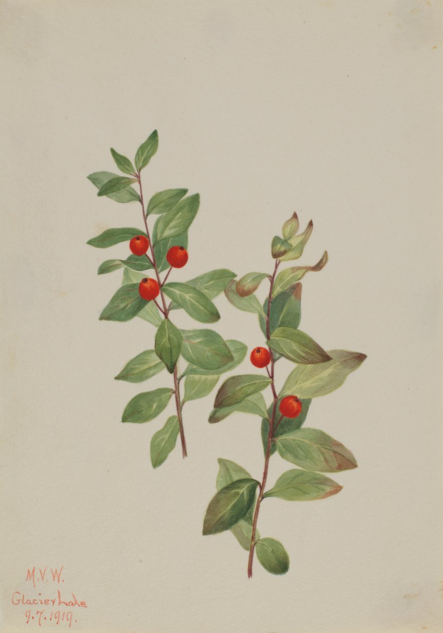 赤いコマンダー Comandra livida, 1919. 作： メアリーヴォーウォルコット