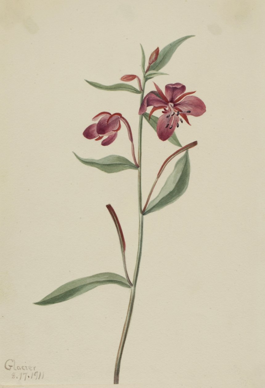 レッド ウィローウィード Epilobium latifolium、1911 年。
