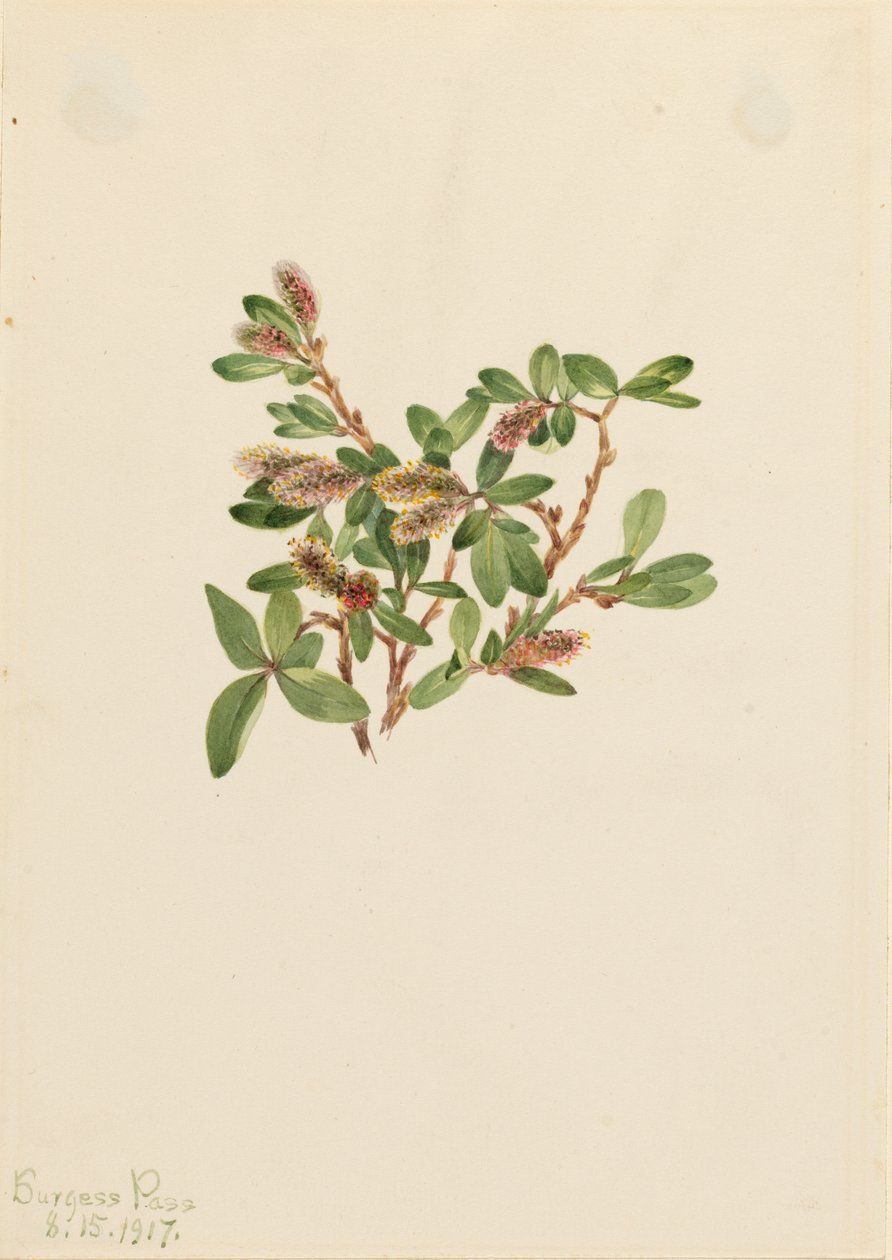 ロックウィロー Salix petrophila, 1917. 作： メアリーヴォーウォルコット