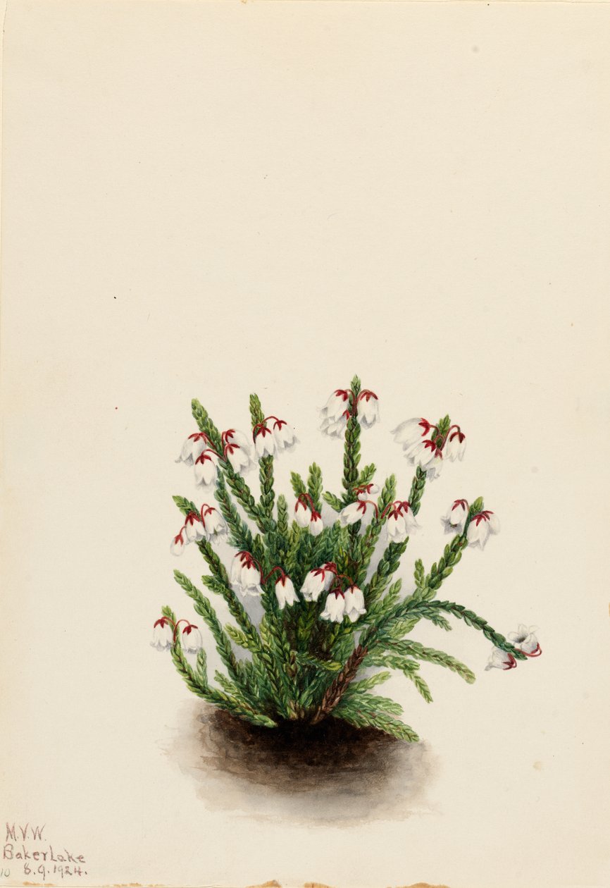 ロッキー マウンテン カシオペ Cassiope mertensiana、1924 年。 作： メアリーヴォーウォルコット