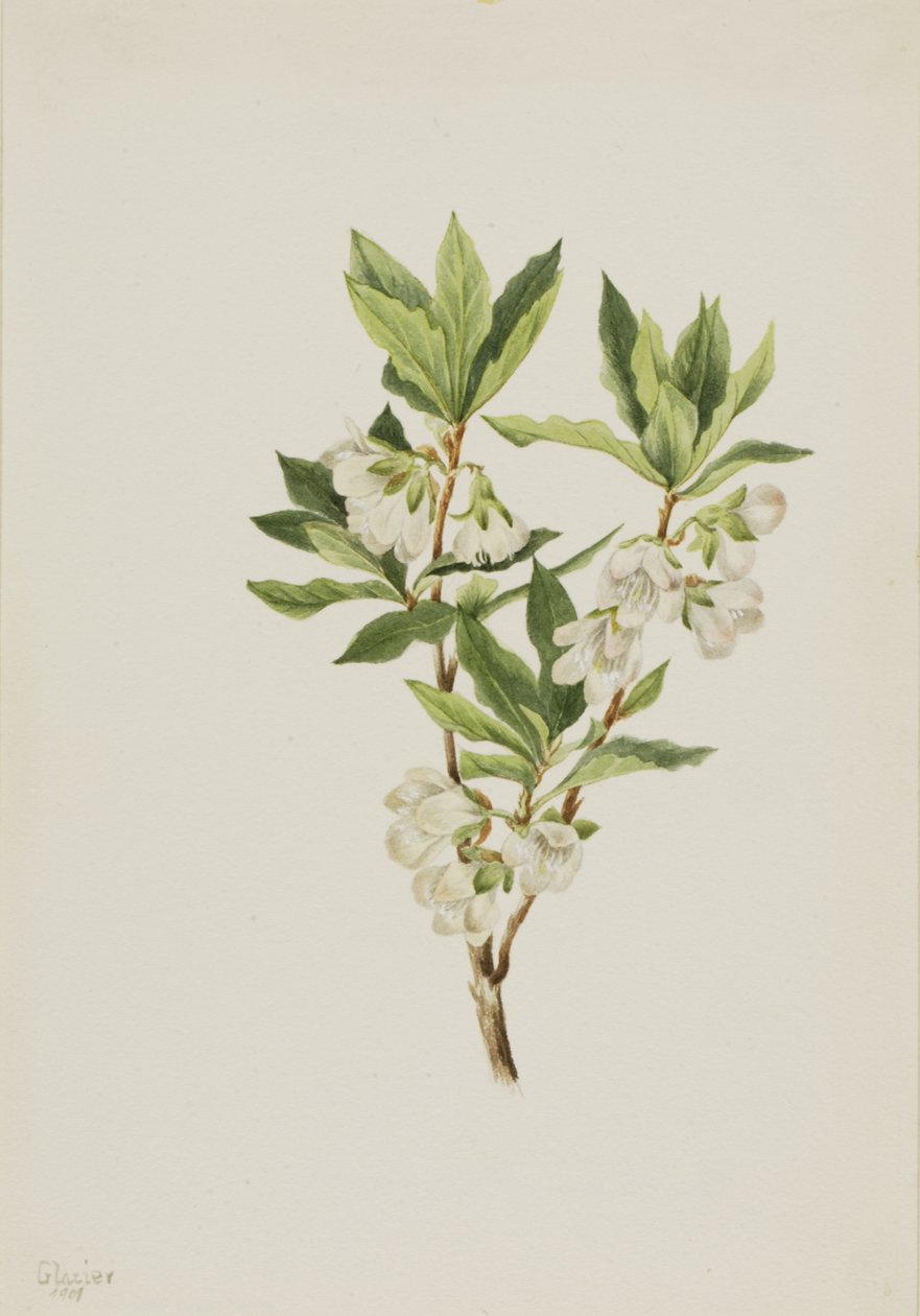 Rocky Mountain Rhodendron Rhodendron albiflorum, 1901. 作： メアリーヴォーウォルコット
