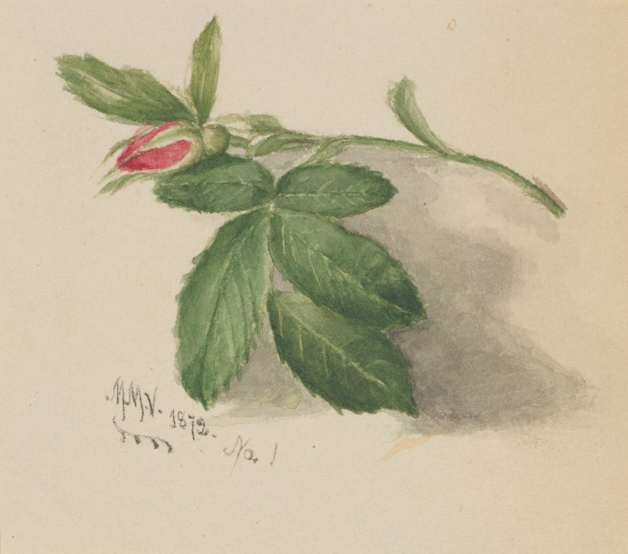 Rosebud、1872年。 作： メアリーヴォーウォルコット